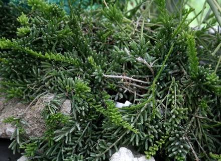 RhipsalisMesembryanthemoides