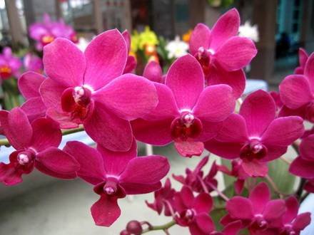 Rhynchonopsis