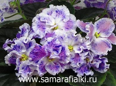 РимскиеКаникулы7