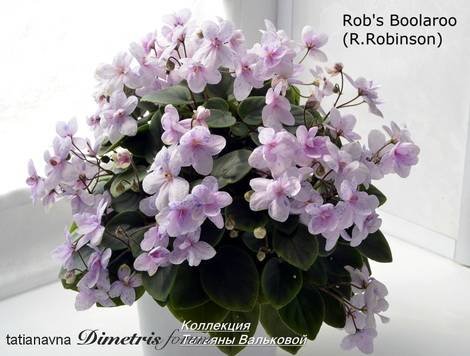 Rob’sBoolaroo1