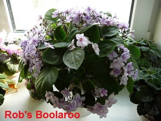 Rob’sBoolaroo9