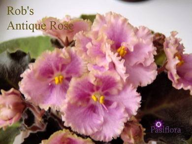 Rob'sAntiqueRose3