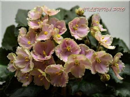 Rob'sAntiqueRose4