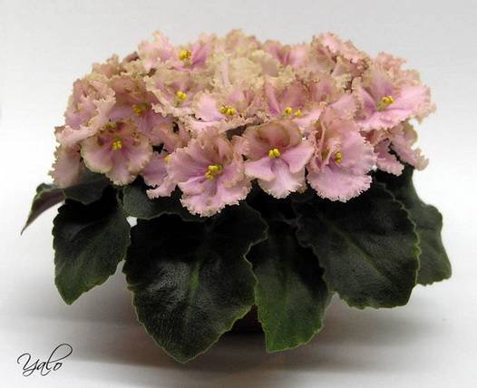 Rob'sAntiqueRose5