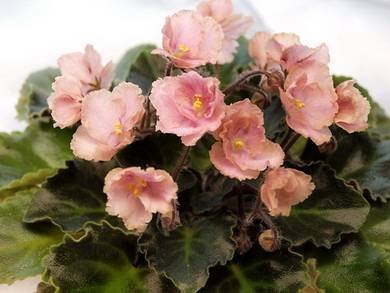 Rob'sAntiqueRose7