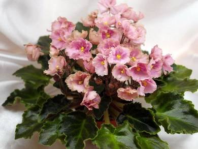 Rob'sAntiqueRose8