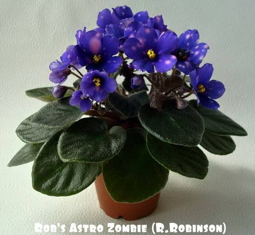 Rob'sAstroZombie5