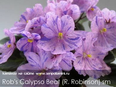 Rob'sCalypsoBeat3