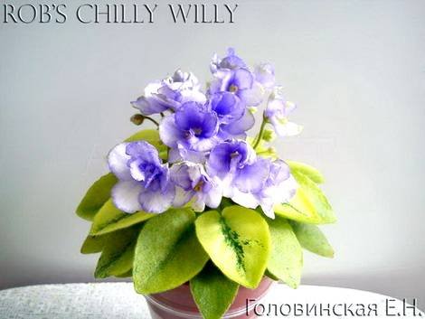 RobsChillyWilly1