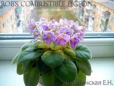 Rob'sCombustiblePigeon8