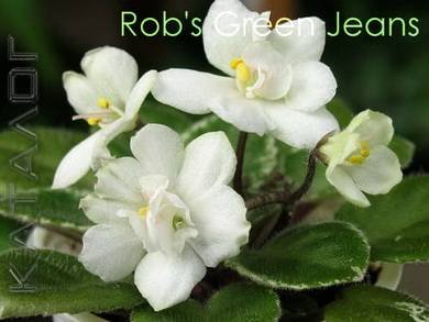Rob'sGreenJeans3
