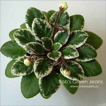 Rob'sGreenJeans4