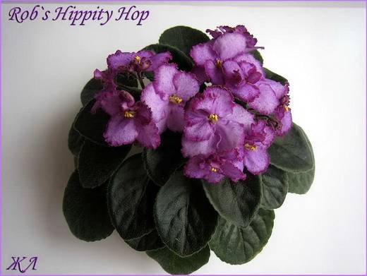 Rob'sHippityHop5