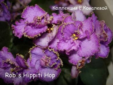 Rob'sHippityHop8
