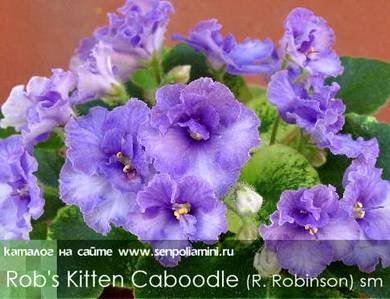 Rob'sKittenCaboodle8.