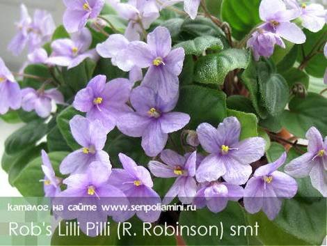 RobsLilliPilli1