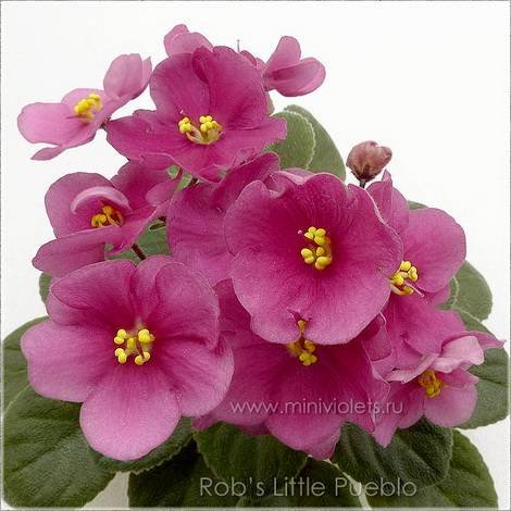 Rob'sLittlePueblo1