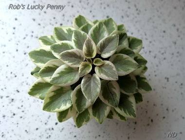 RobsLuckyPenny3
