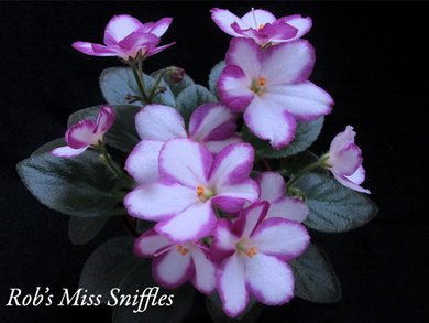 RobsMissSniffles4
