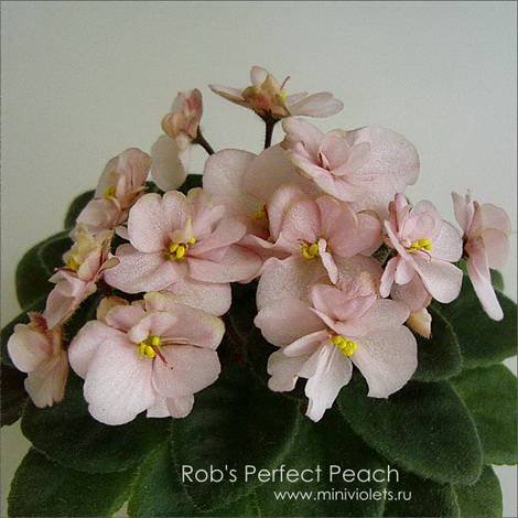 Rob'sPerfectPeach1