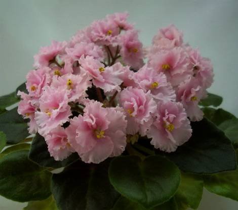 Rob'sPinkPuff1