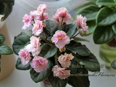 Rob'sPinkPuff3