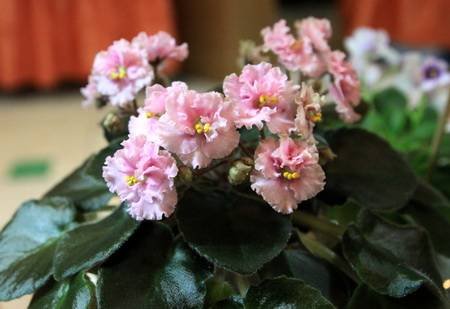 Rob'sPinkPuff4