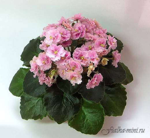 Rob'sPinkPuff6
