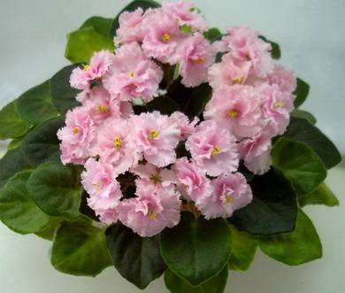 Rob'sPinkPuff7