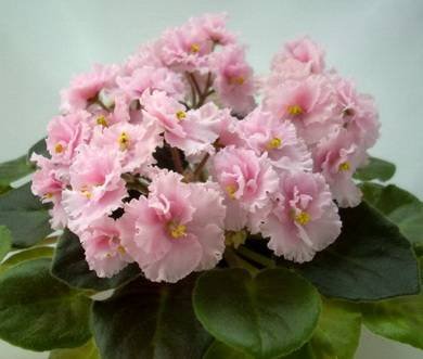 Rob'sPinkPuff8