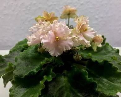 Rob'sSarsparilla2