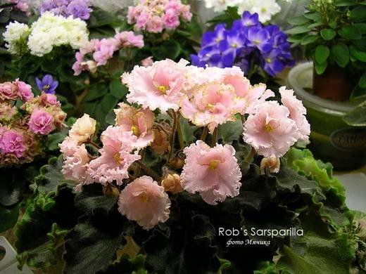 Rob'sSarsparilla6
