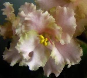 Rob'sSarsparilla9