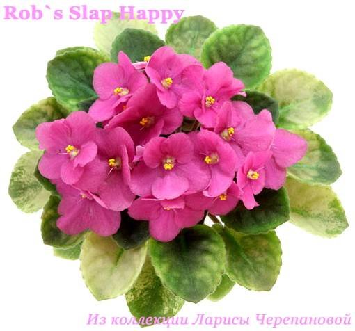 Rob'sSlapHappy6