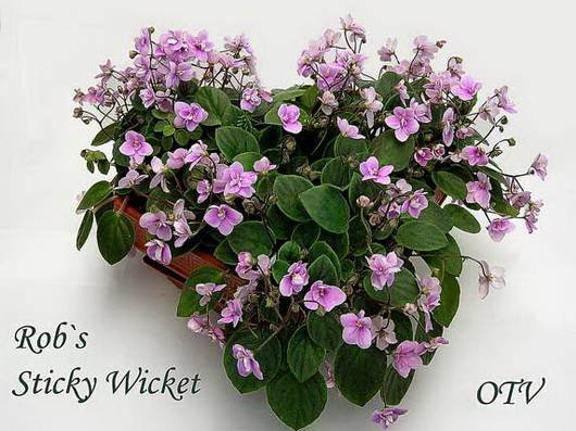 Rob'sStickyWicket9