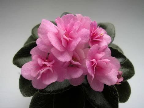 Rob'sTwinklePink1