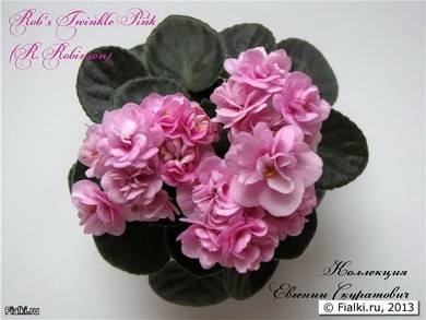 Rob'sTwinklePink2