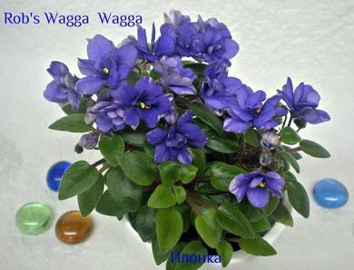 Rob'sWaggaWagga2