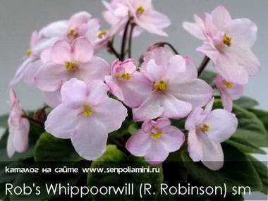 RobsWhippoorwill3