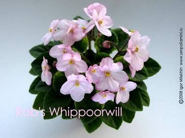 RobsWhippoorwill4