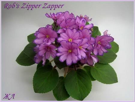 Rob'sZipperZapper4