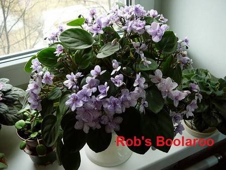 Robs_Boolaroo8