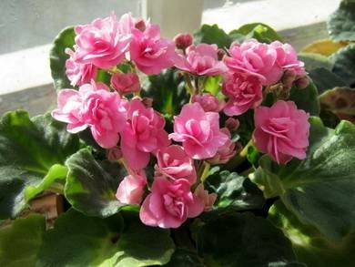 RococoRose3