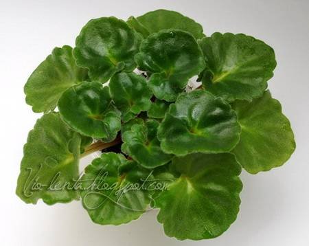 RococoRose4