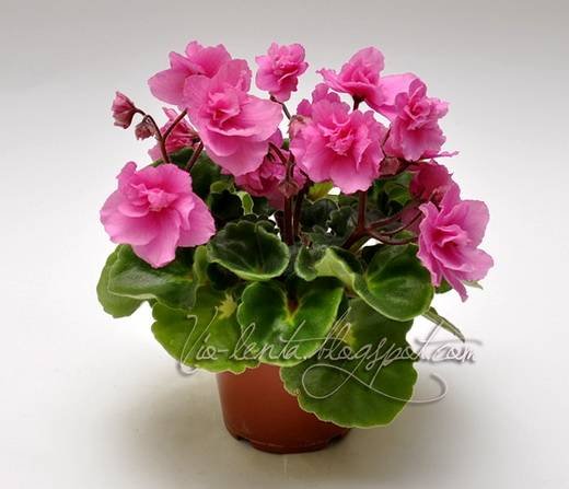 RococoRose5