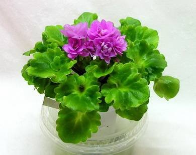 RococoRose7