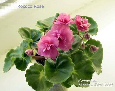 RococoRose8