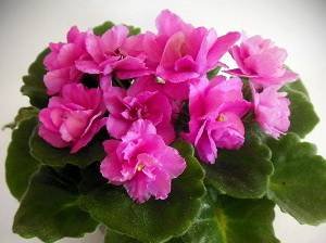 RococoRose9
