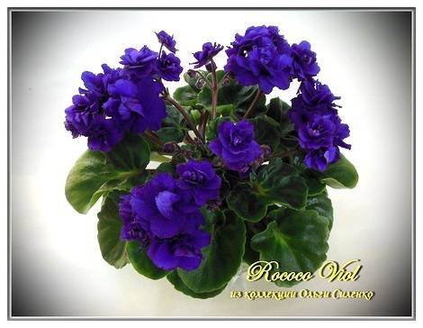 RococoViol1