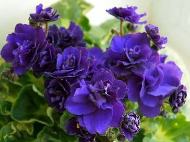 RococoViol2